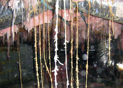 Termites and Wood Destroying Insects